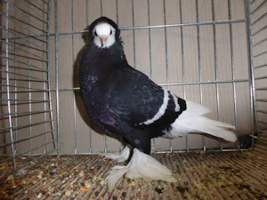 Süddeutsche Moenchtaube